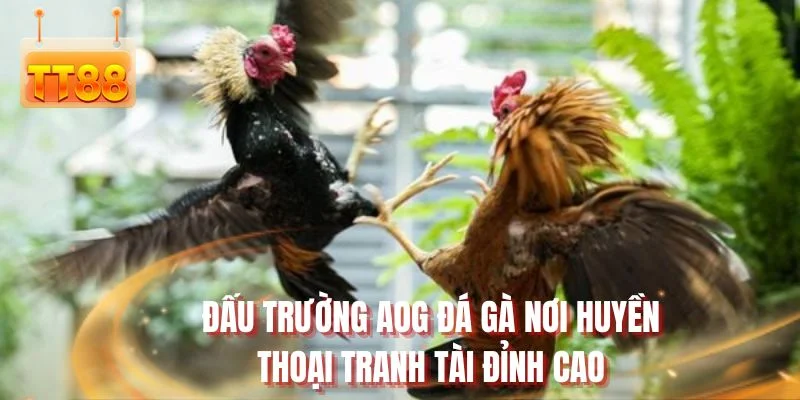 Đấu trường AOG đá gà nơi huyền thoại tranh tài đỉnh cao