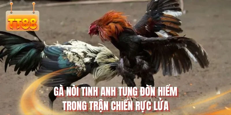 Gà nòi tinh anh tung đòn hiểm trong trận chiến rực lửa