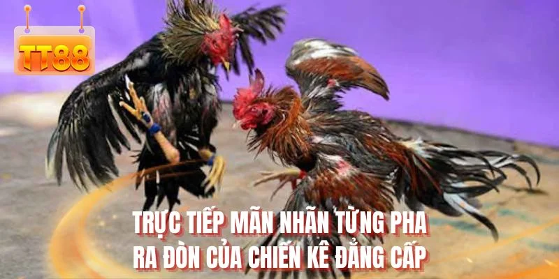 Trực tiếp mãn nhãn từng pha ra đòn của chiến kê đẳng cấp